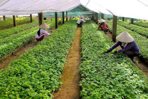 Huyền thoại cây thoát nghèo
