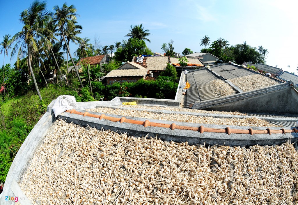 Mùa thu hoạch 'vàng trắng' ở đảo Lý Sơn