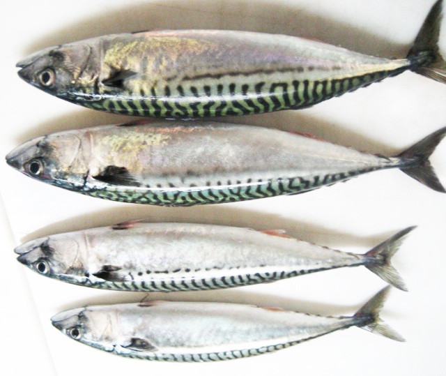 
C&aacute; saba tươi
