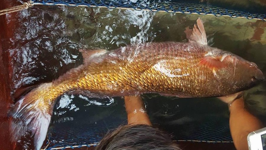 Hiện tại con cá lạ anh Sử bắt được vẫn sống khỏe