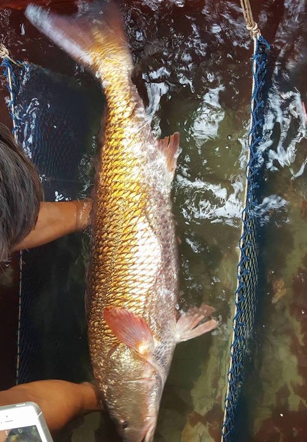 Một số thương lái trả con cá lạ trên 550 triệu đồng nhưng anh Sử chưa bán