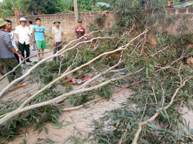Người lớn chặt cây, 3 học sinh cấp I bị đè nhập viện