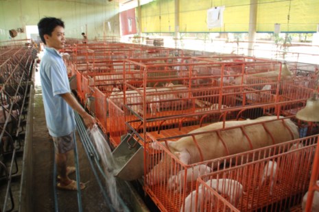 Giải cứu giá heo: Xử nghiêm DN vi phạm trong lĩnh vực giá