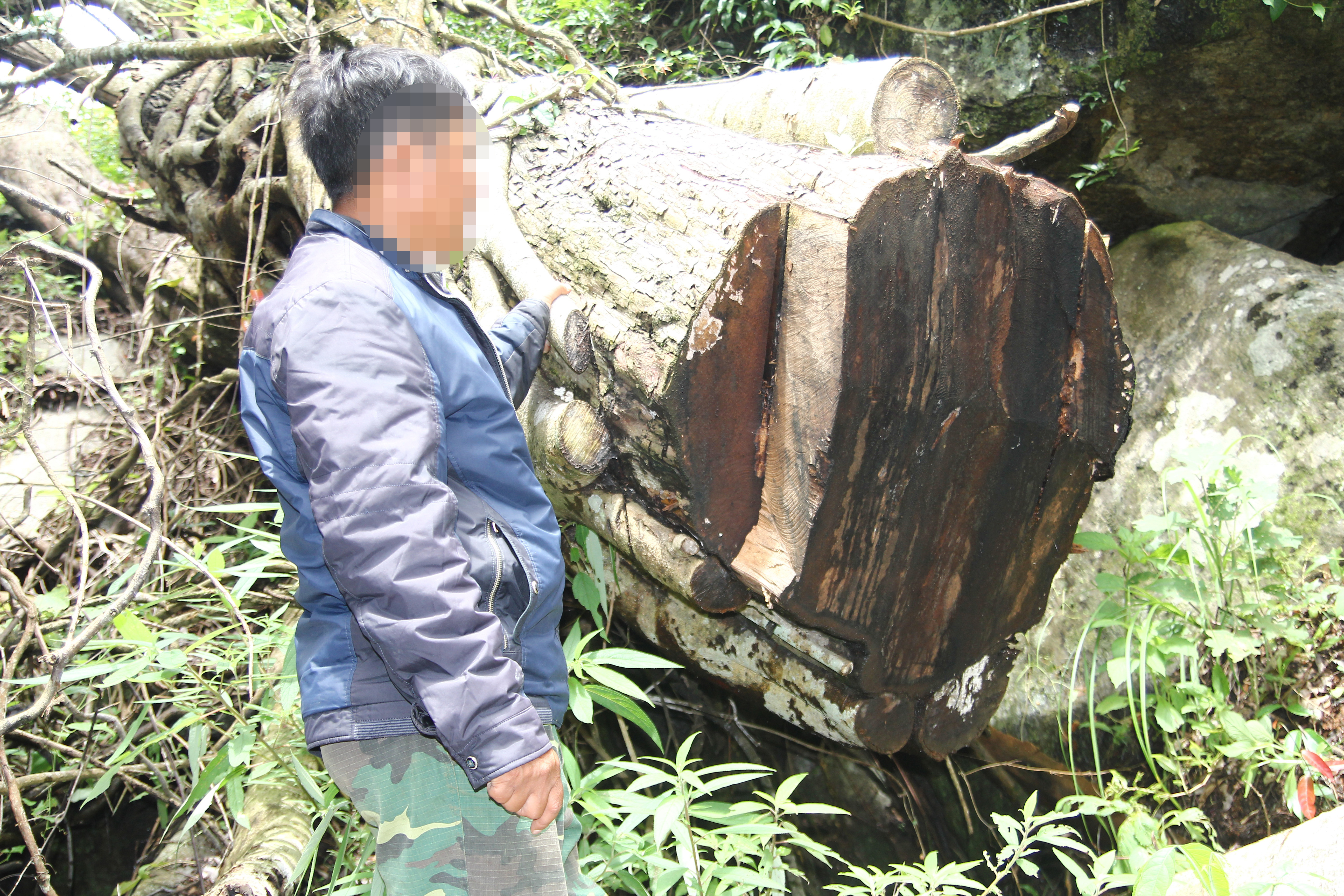 Triệt hạ không thương tiếc
