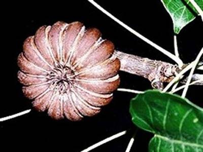 Ăn hạt ngô đồng, 13 học sinh ngộ độc nhập viện cấp cứu