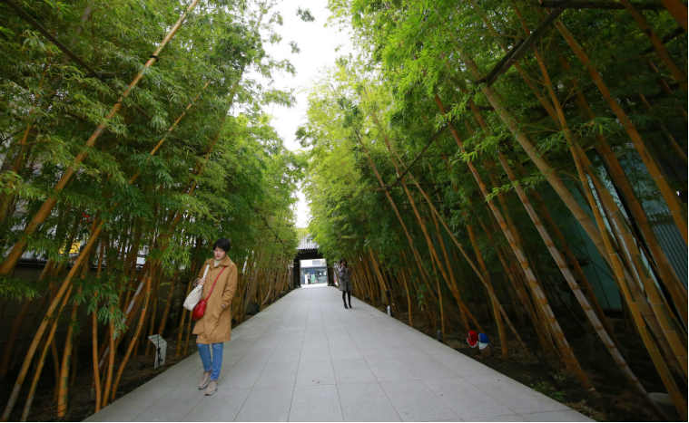 Chữa lành vết thương từ tre