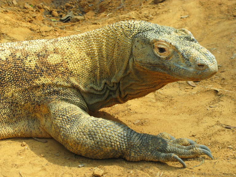 Triển vọng kháng sinh mới từ máu rồng komodo