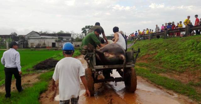 Một phụ nữ bị sét đánh chết cùng con trâu