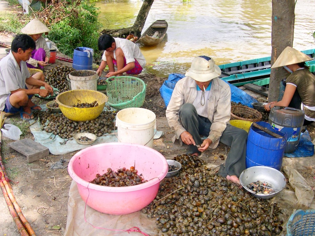 Điểm mặt 5 lo&agrave;i sinh vật ngoại lai g&acirc;y mối nguy cao - Ảnh 4.