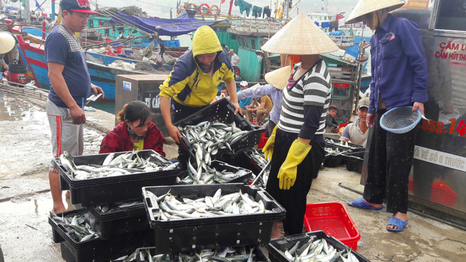 Ngư dân 'săn' cá nục kiếm hàng chục triệu đồng mỗi ngày