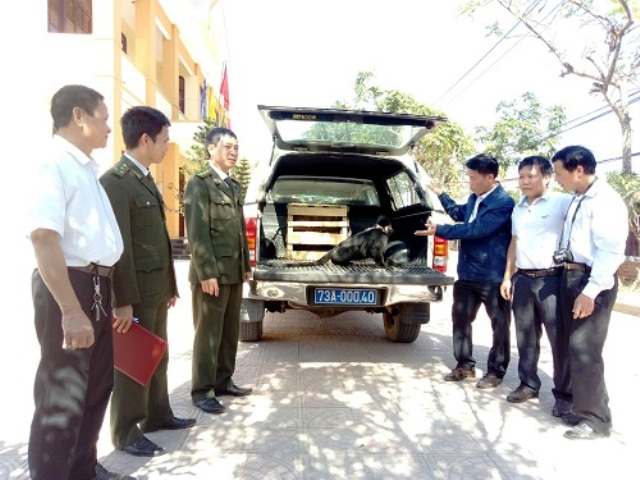 Hạt Kiểm lâm TP Đồng Hới bàn giao cá thể Voọc Hà Tĩnh quý hiếm cho các lực lượng chức năng để chăm sóc, cứu hộ – ảnh Ngọc Kiên