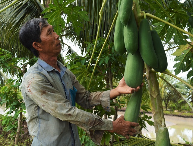 Tỉ phú cá chình giữa bưng biền Cà Mau - Ảnh 2.