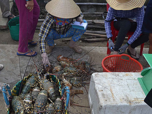 Điêu đứng vì tôm chết hàng loạt