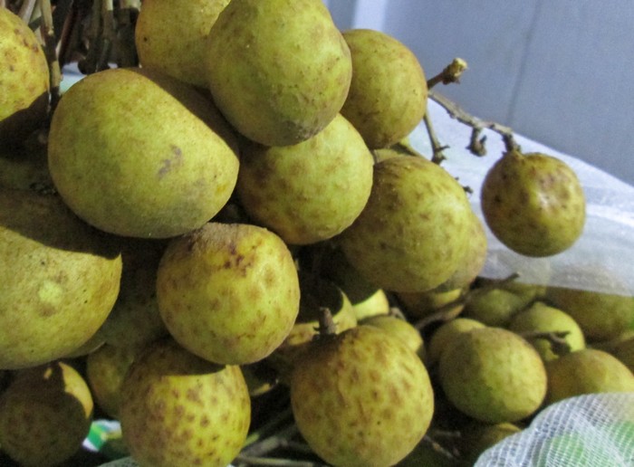 Nhãn tiến vua của Hưng Yên lần đầu đi Mỹ