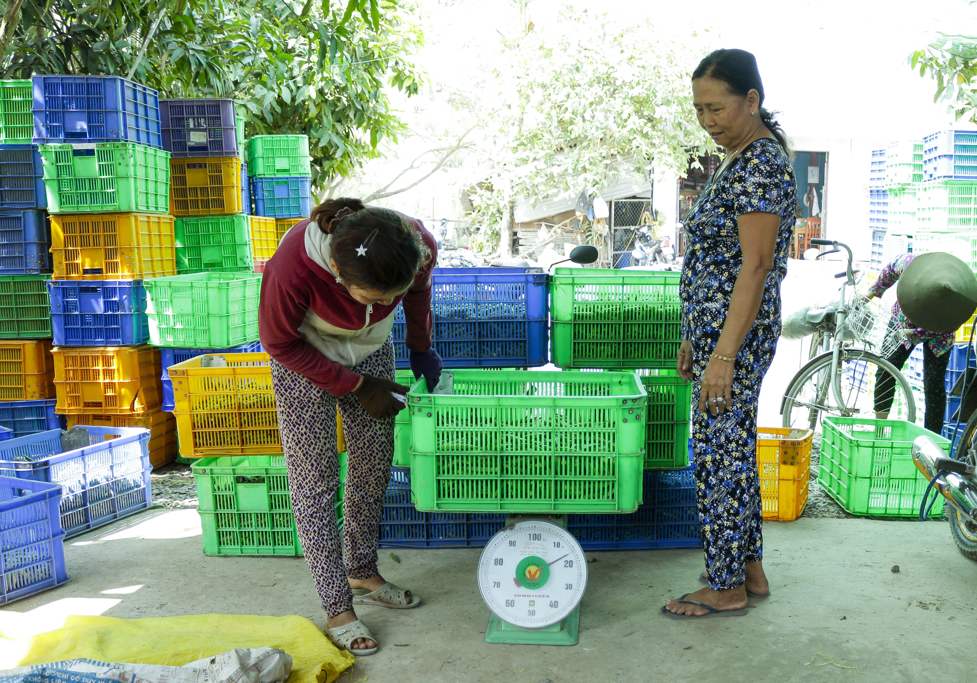 Mỗi ngày, nông dân vùng biên cung cấp từ 12-15 tấn đậu bắp Nhật