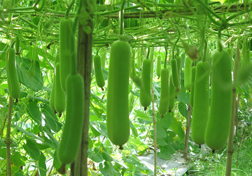 Món ăn thuốc từ bầu