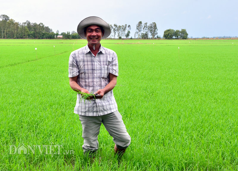 Anh nông dân có biệt tài nhìn trời đoán bệnh lúa