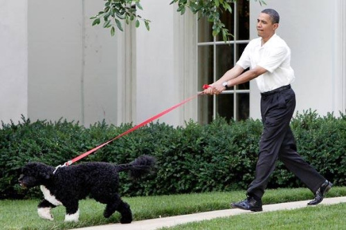 Chú cho cưng nhà ông Obama chiếm nhiều tình cảm của người dân Mỹ. Ảnh: Polination