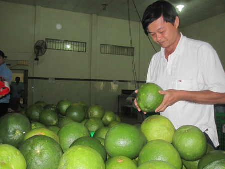 Thương lái Trung Quốc lại giở trò khi mua bưởi