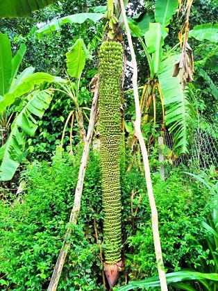 Kỳ lạ buồng chuối d&agrave;i 2m trổ hơn 200 nải - Ảnh 1.