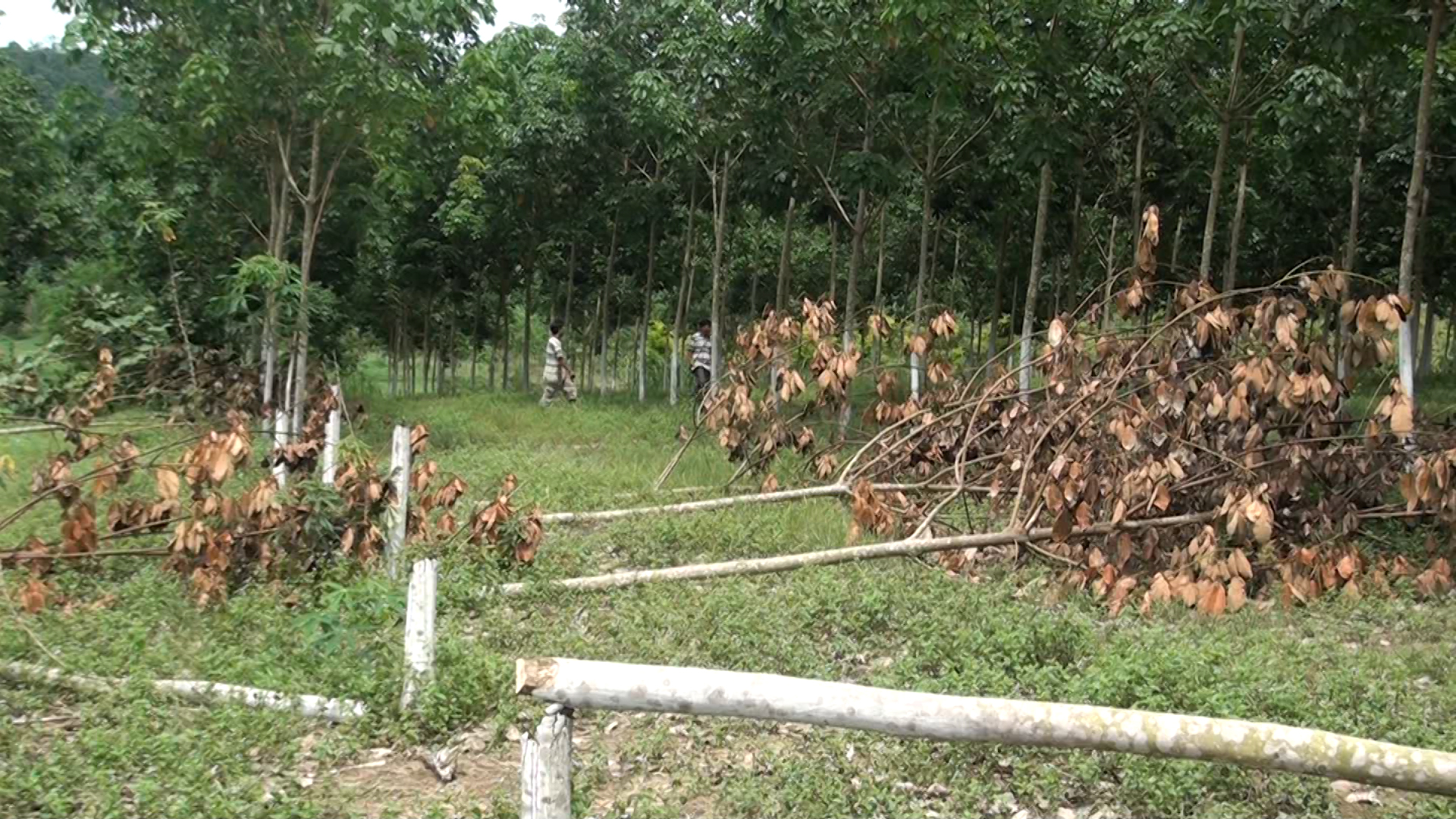 Tá hỏa khi phát hiện hơn 300 cây cao su bị chặt phá