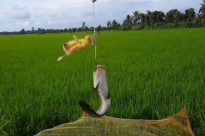 Những kiểu câu cá độc, lạ
