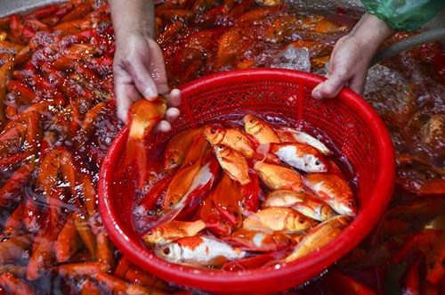 Chợ cá vàng lớn nhất Thủ đô tấp nập trước ngày ông Táo