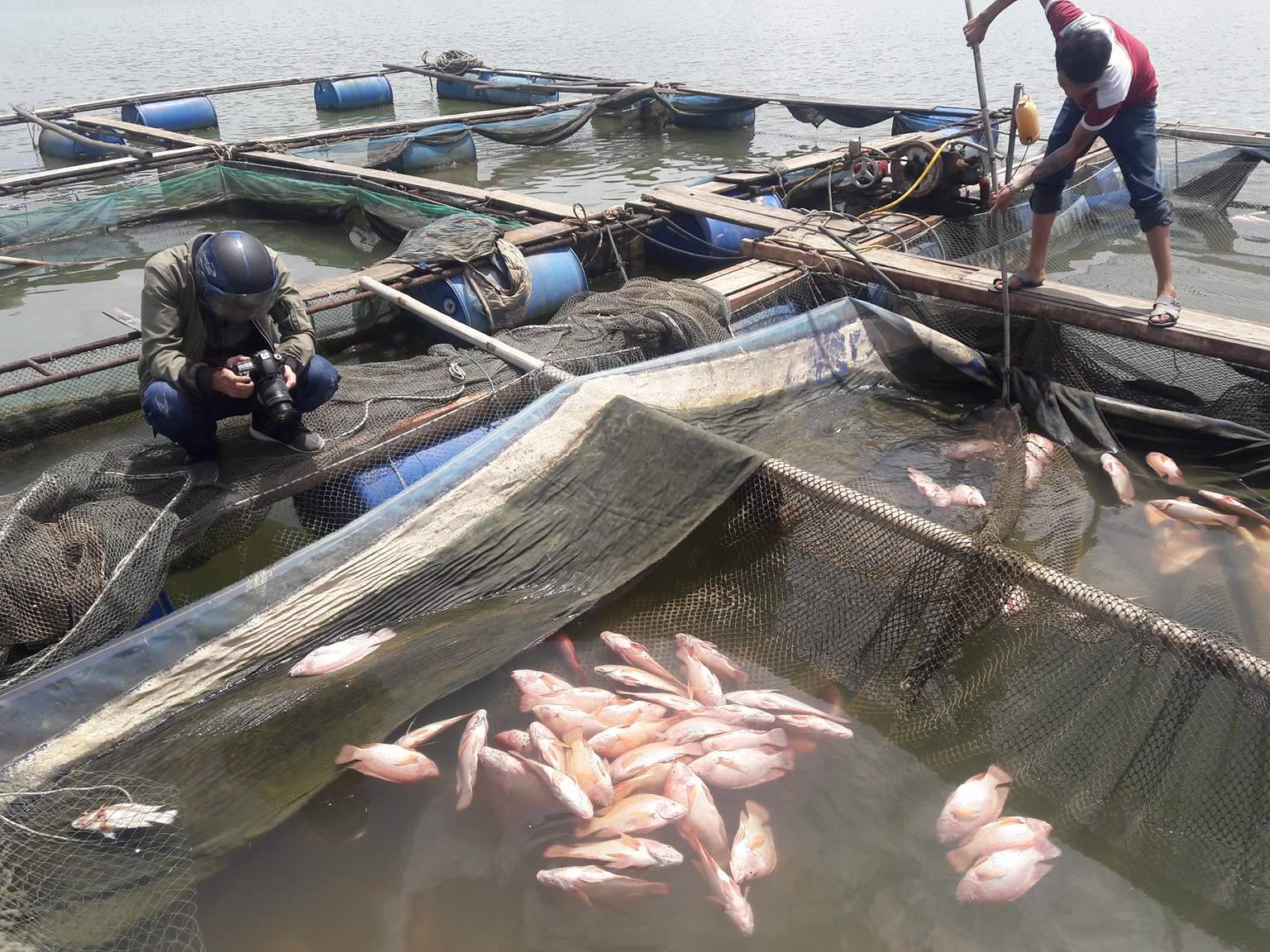 Đ&agrave; Nẵng:  Hơn 20 tấn c&aacute; nu&ocirc;i chết h&agrave;ng loạt chưa r&otilde; nguy&ecirc;n nh&acirc;n - Ảnh 5.