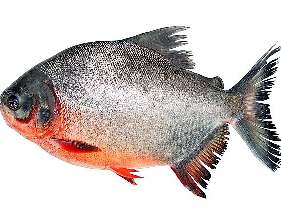Cá chim trắng