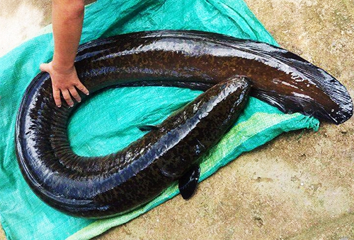 Câu được cá chình khủng 14kg ở lòng hồ thủy điện