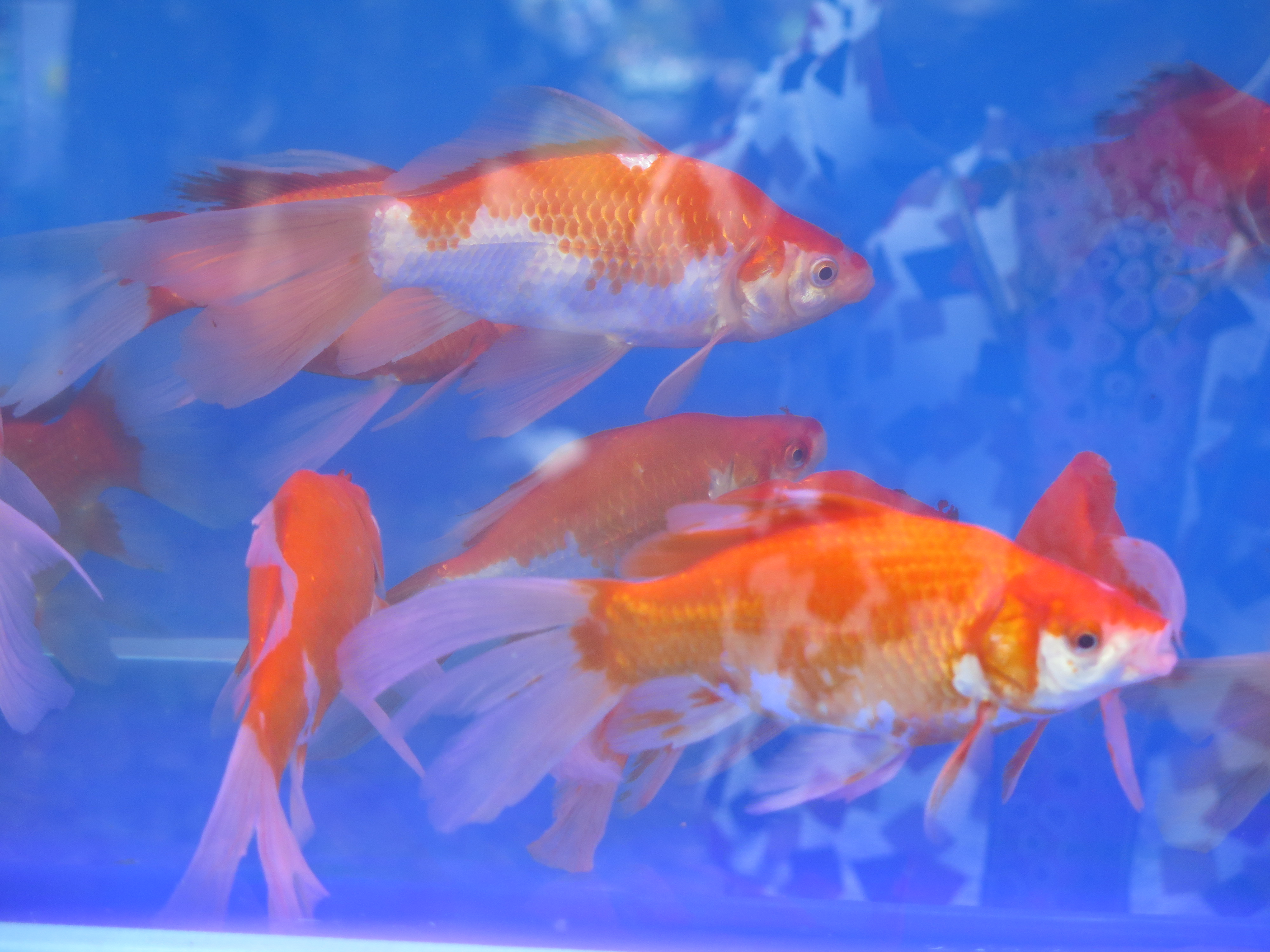 Cá nam dương