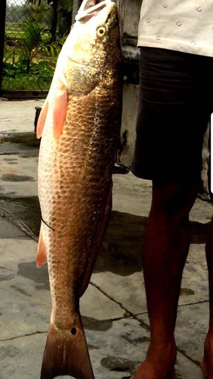 Bình Định: Bắt được “cá lạ” 5 kg nghi cá sủ vàng