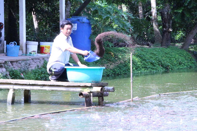 Thu nhập cao nhờ nuôi ghép cá