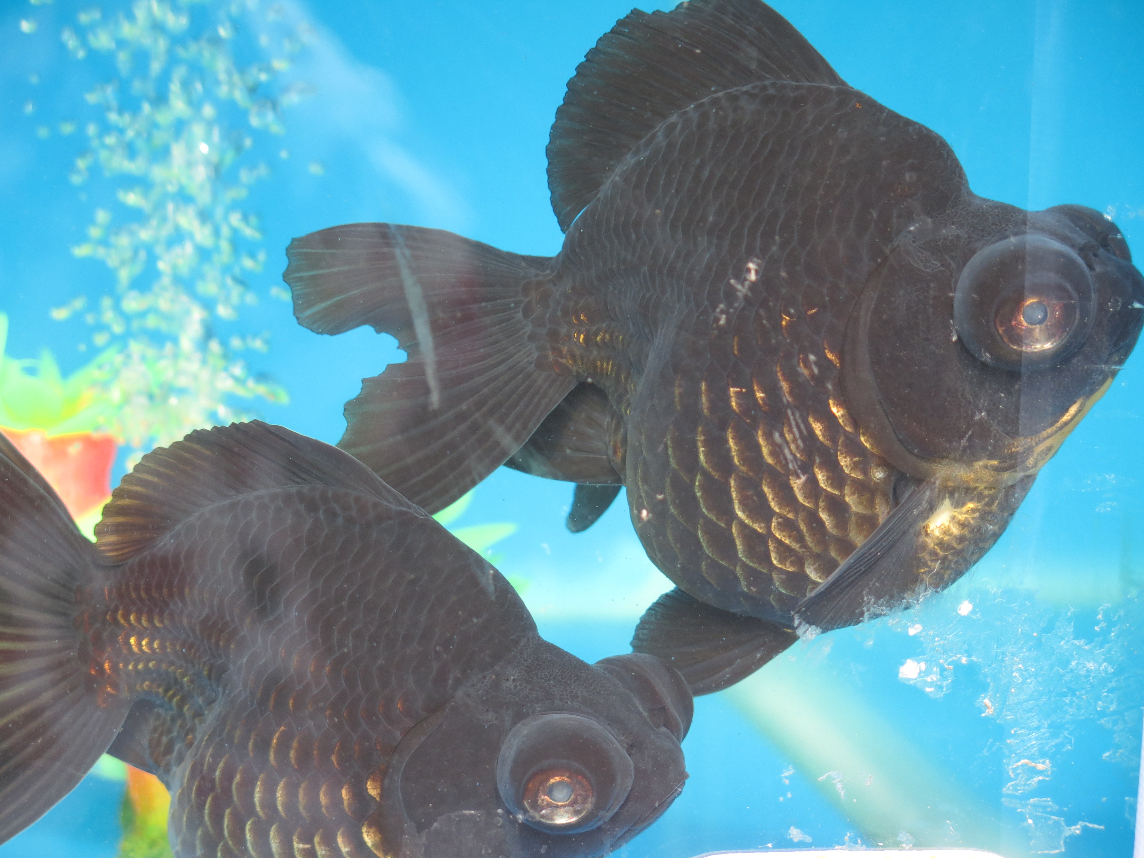 Cá vàng màu... đen thui.