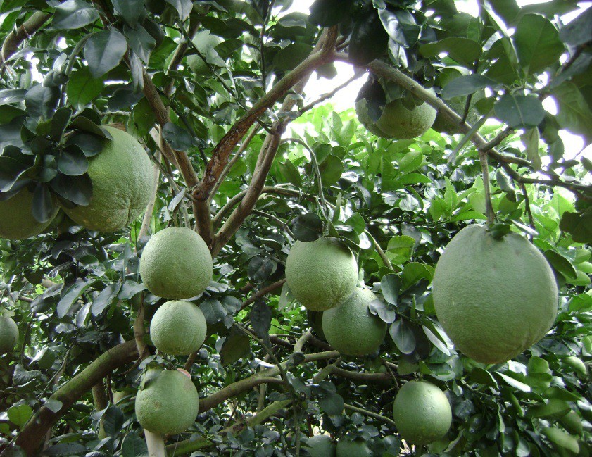 Uẩn khúc vụ trọng án trong vườn bưởi