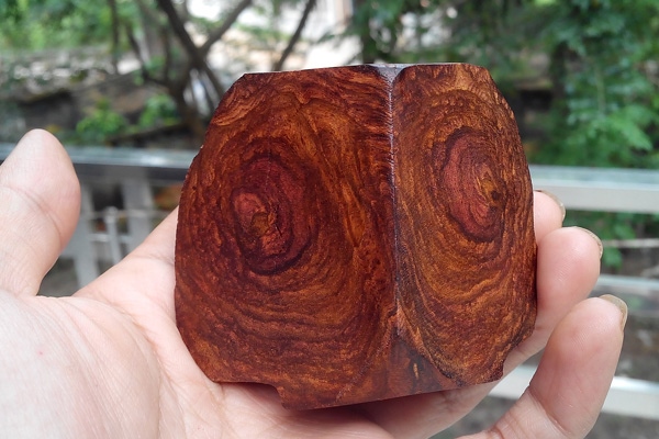 Giải mã "bí mật" tại sao cây gỗ sưa "đắt hơn vàng"