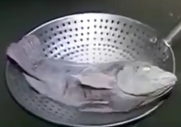 Dung dịch Trung Quốc khiến cá đông lạnh bơi lội trở lại