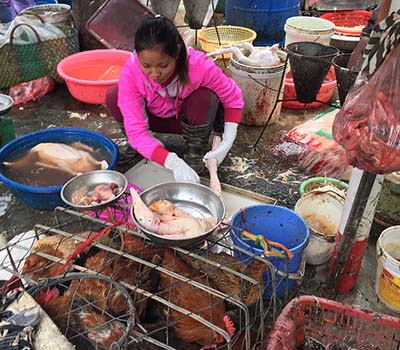 Dễ mắc bệnh từ vật nuôi