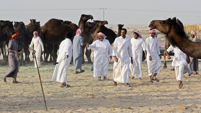Qatar: Hàng trăm lạc đà chết vì khủng hoảng với Ả Rập Saudi