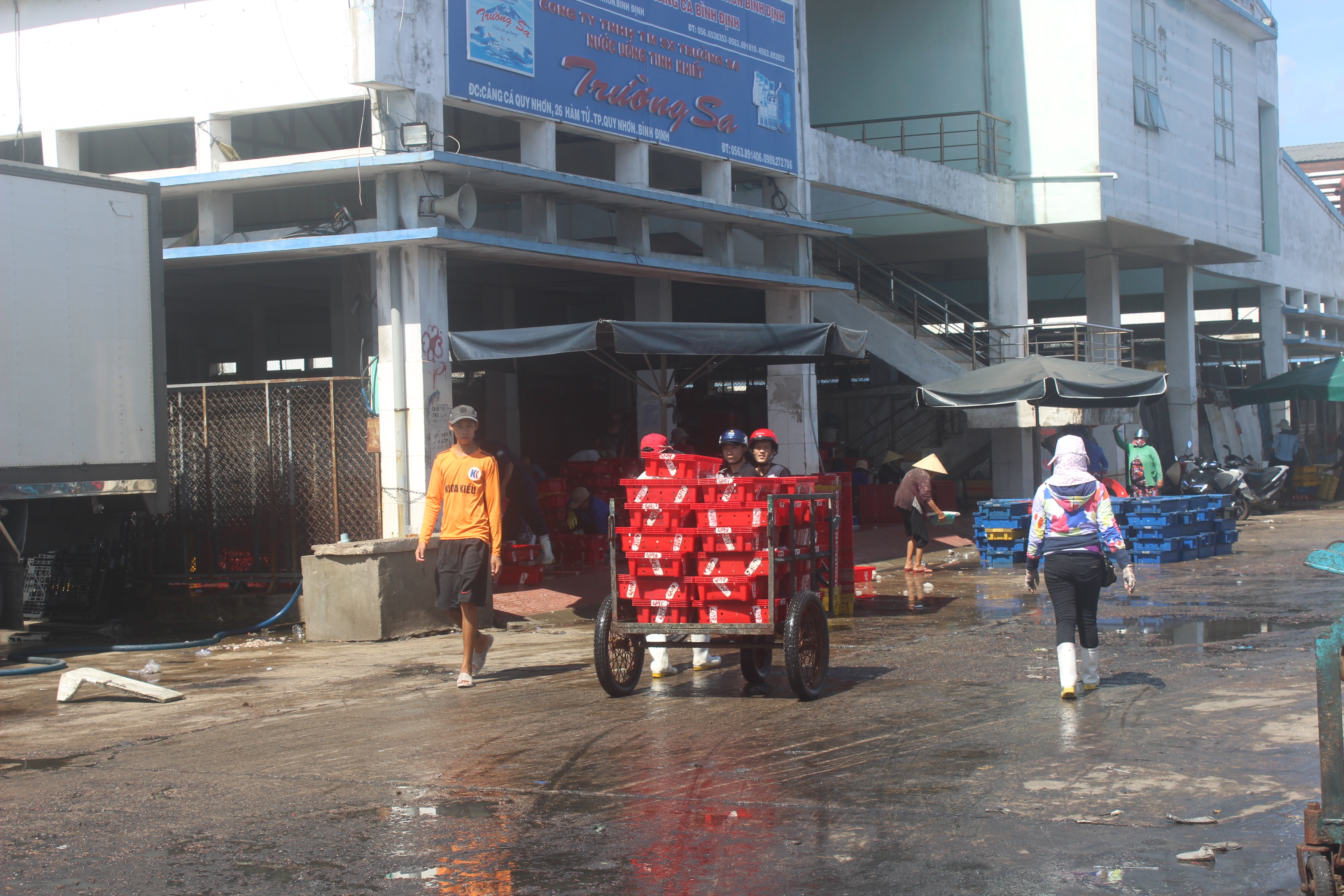 Tr&uacute;ng đậm c&aacute; ngừ sọc dưa, ngư d&acirc;n thu tiền tỉ - Ảnh 1.