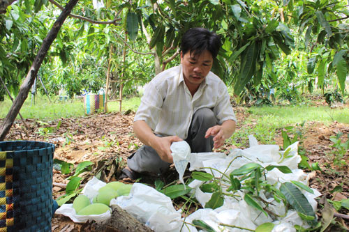 Người xây dựng thương hiệu “xoài cát Cần Giờ”