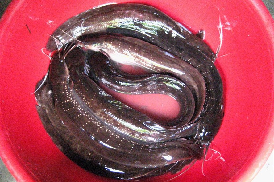 Cá Trê Suối Phú Quốc: Đặc sản “độc” của Đảo Ngọc