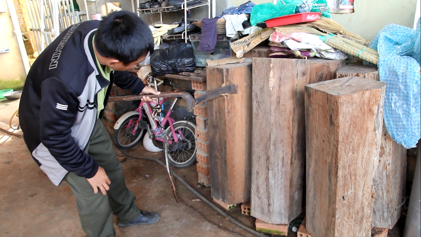 Gỗ phát hiện ở nhà Trưởng Ban Quản lý rừng là thông đỏ quý hiếm, nguy cấp