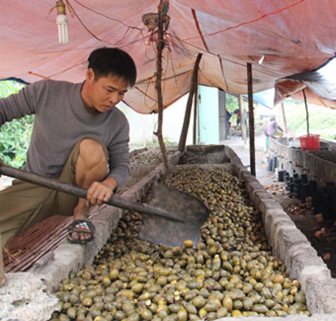 Kéo nhau đi thu mua cau non bán cho thương lái Trung Quốc