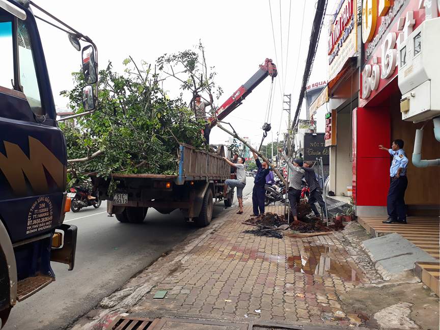 Bình Dương nói gì khi nhổ hàng loạt cây dầu vừa trồng?