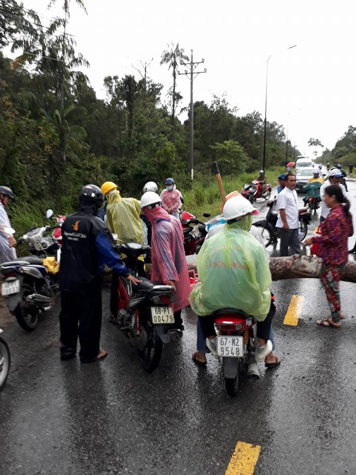 Cây to ngã chắn ngang đường ở Phú Quốc