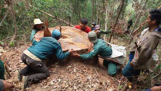 Mất rừng - Mất ghế