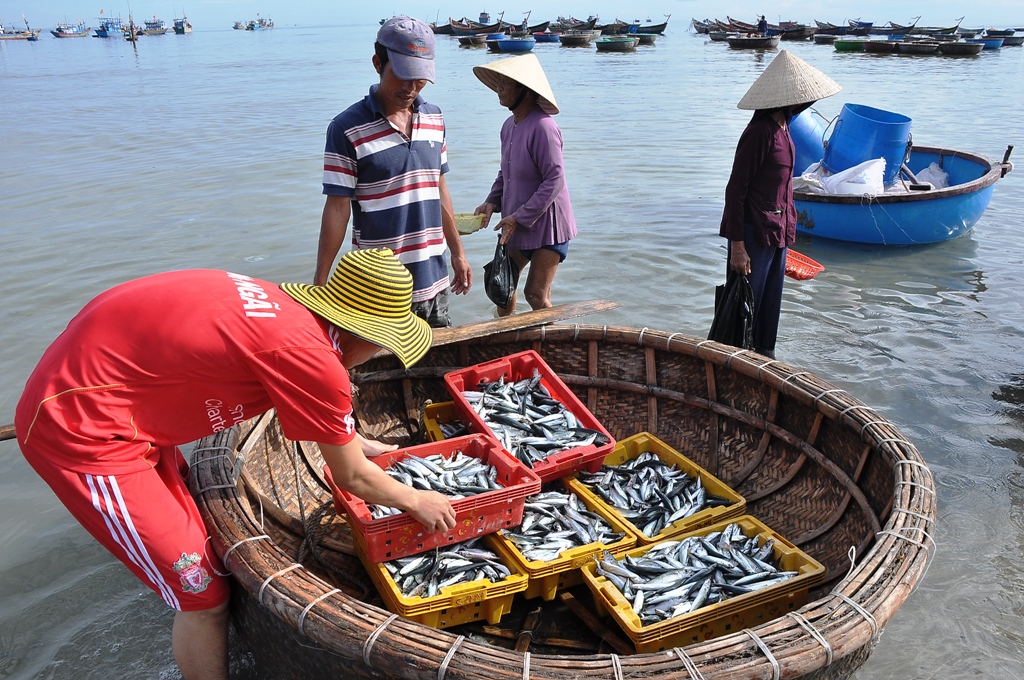 Tàu cá nằm bờ do vướng chính sách - Ảnh 1.