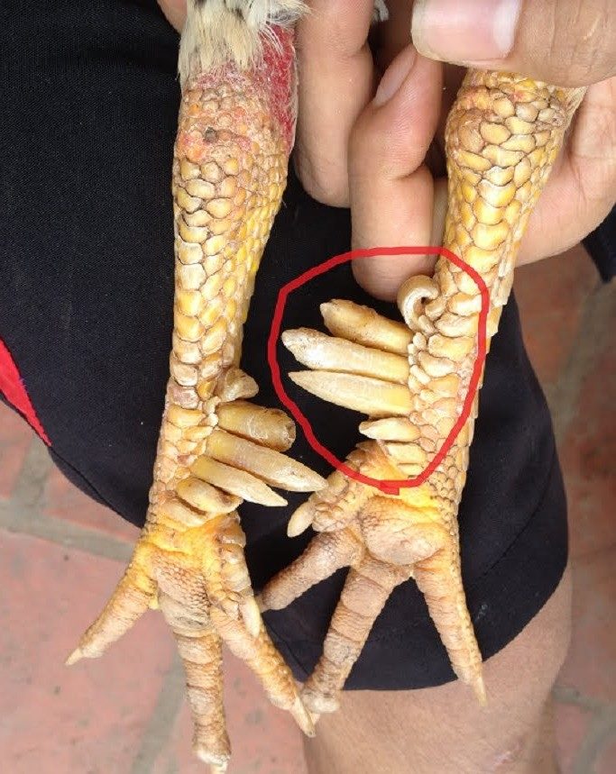 Cặp chân gà chín cựa