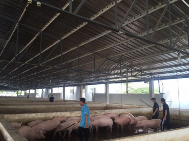 'Thủ phủ' nuôi heo tạm dừng dự án chăn nuôi heo